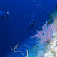 Image for article titled This Team Discovers 14 New Species An Hour, But They Have An Enemy